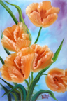 Tulpen_orange